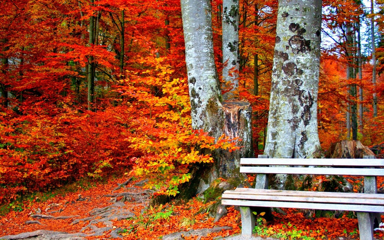 Обои деревья, листья, парк, стволы, осень, скамейка, trees, leaves, park, trunks, autumn, bench разрешение 3000x1990 Загрузить