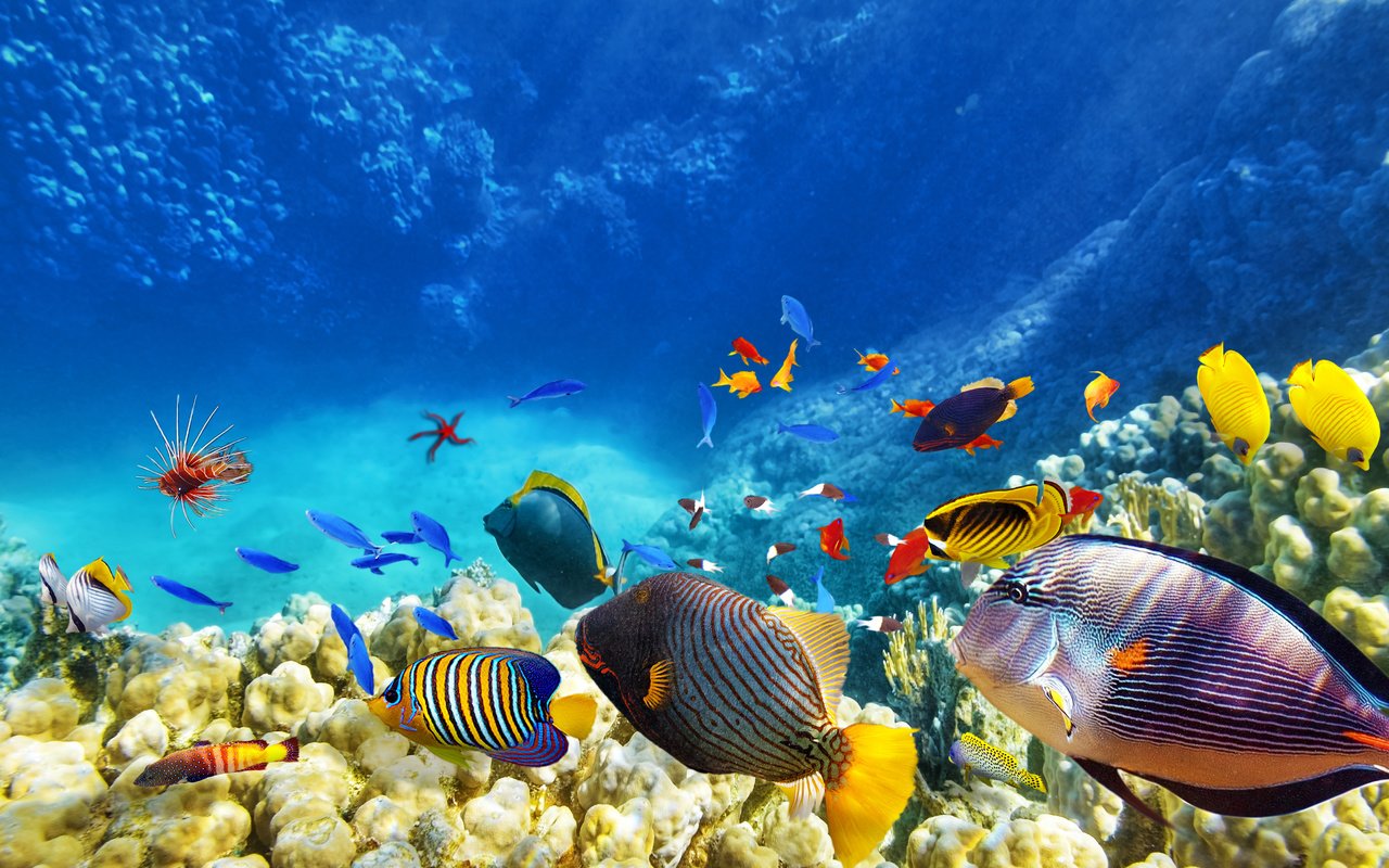 Обои море, рыбы, кораллы, sea, fish, corals разрешение 5000x3333 Загрузить