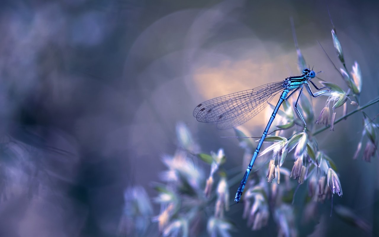 Обои природа, макро, насекомое, крылья, стрекоза, боке, травинка, nature, macro, insect, wings, dragonfly, bokeh, a blade of grass разрешение 4043x2682 Загрузить