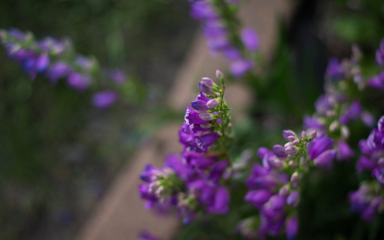 Обои цветы, размытость, сиреневые цветы, julie jablonski, flowers, blur, purple flowers разрешение 2048x1365 Загрузить