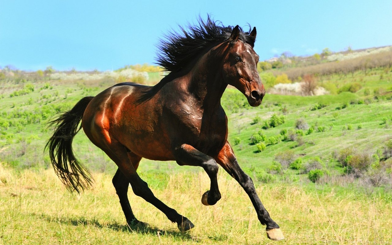 Обои лошадь, конь, грива, копыта, жеребец, horse, mane, hooves, stallion разрешение 1920x1200 Загрузить