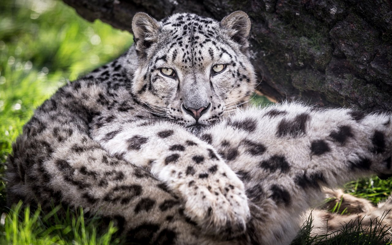 Обои хищник, большая кошка, снежный барс, ирбис, predator, big cat, snow leopard, irbis разрешение 1920x1200 Загрузить