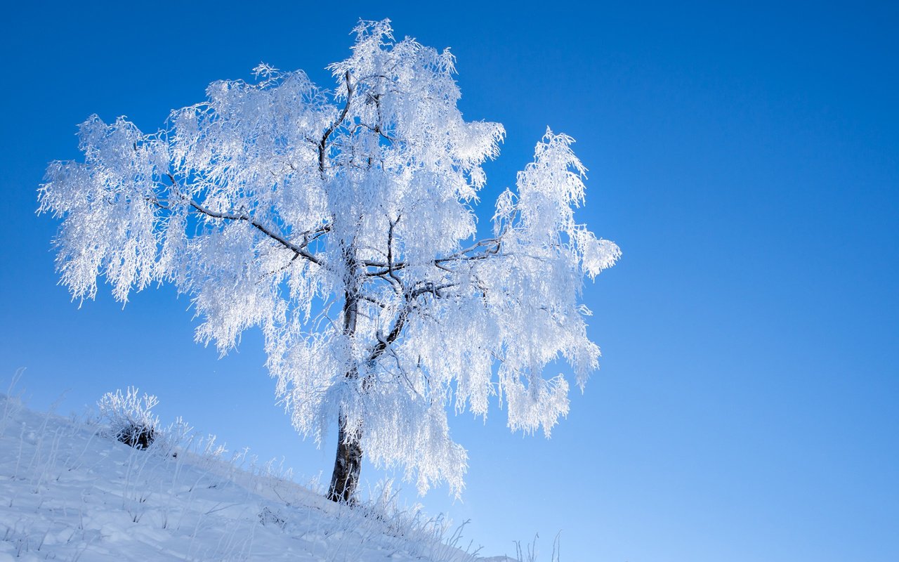 Обои небо, снег, природа, дерево, зима, иней, romain guy, the sky, snow, nature, tree, winter, frost разрешение 1920x1200 Загрузить