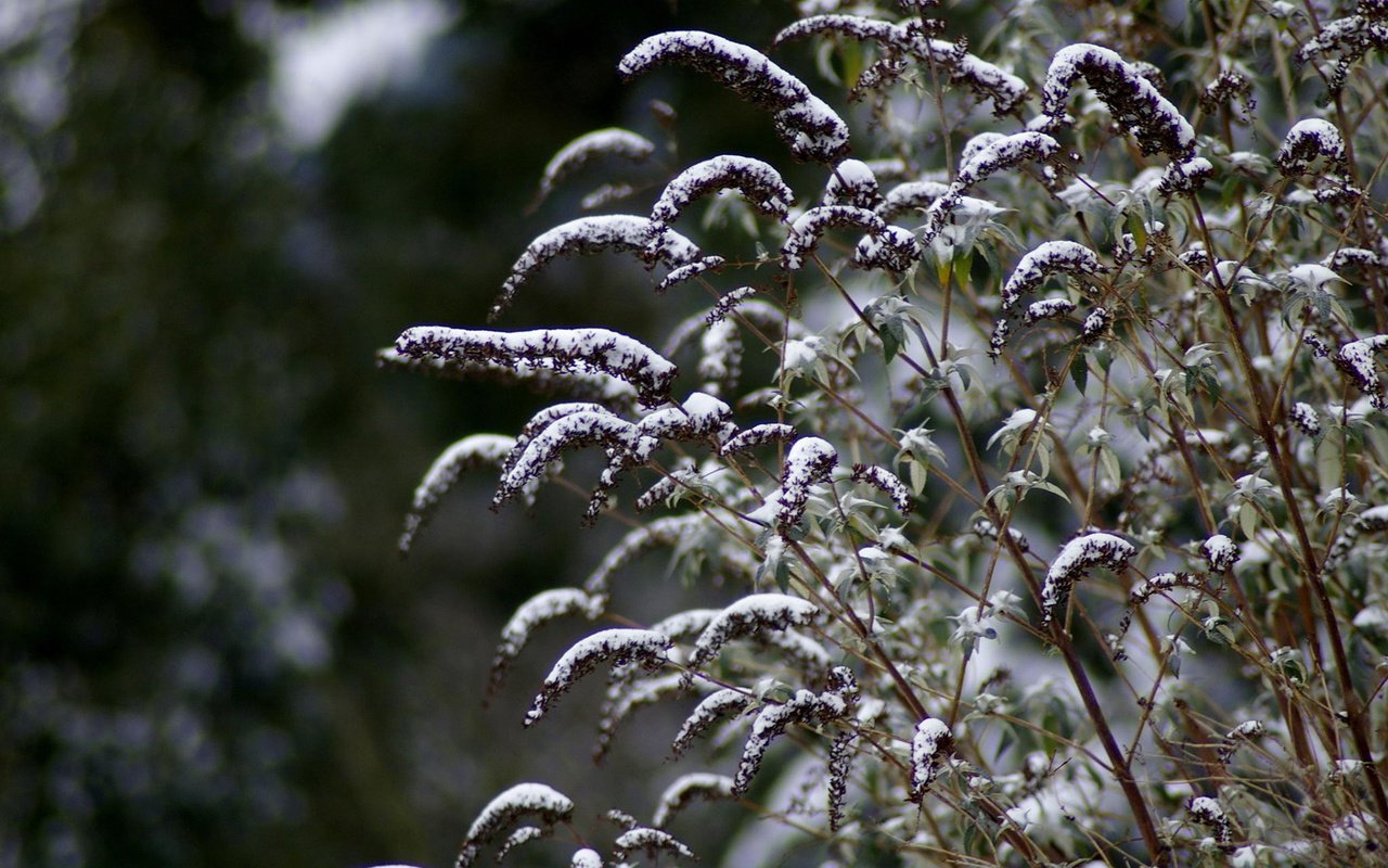 Обои снег, зима, макро, стебли, растение, snow, winter, macro, stems, plant разрешение 1920x1200 Загрузить