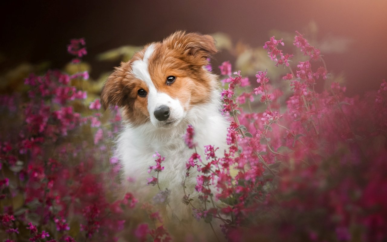 Обои цветы, мордочка, собака, щенок, flowers, muzzle, dog, puppy разрешение 1920x1200 Загрузить