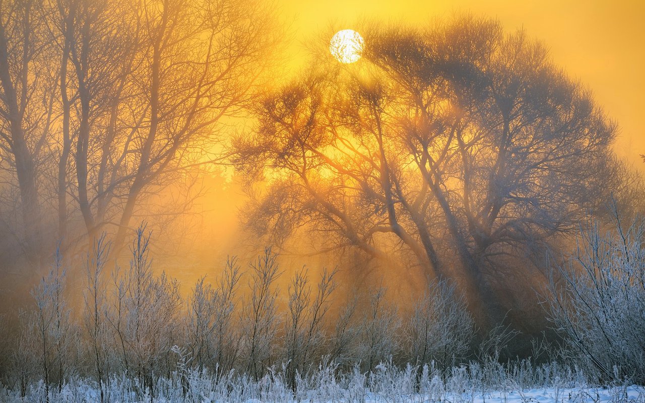 Обои деревья, природа, зима, пейзаж, утро, рассвет, иней, trees, nature, winter, landscape, morning, dawn, frost разрешение 1920x1200 Загрузить