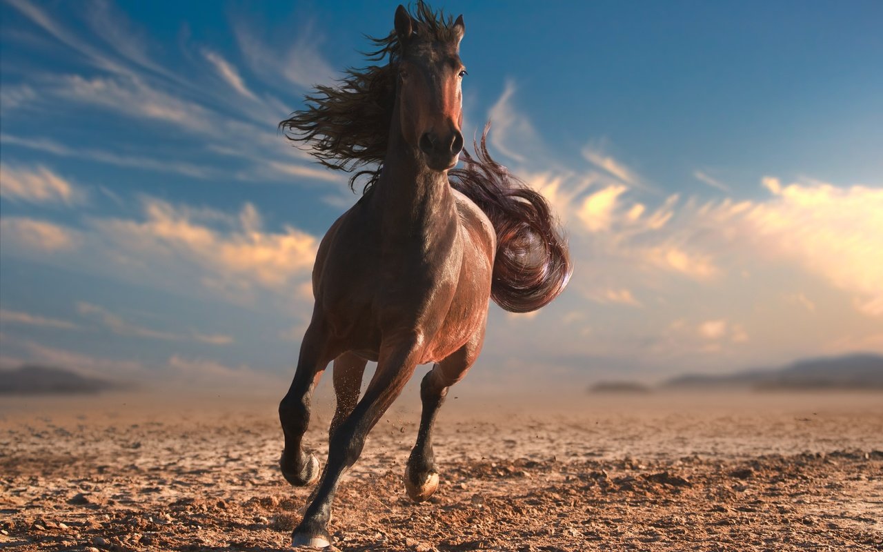 Обои небо, лошадь, облака, пустыня, конь, грива, хвост, the sky, horse, clouds, desert, mane, tail разрешение 2880x1800 Загрузить