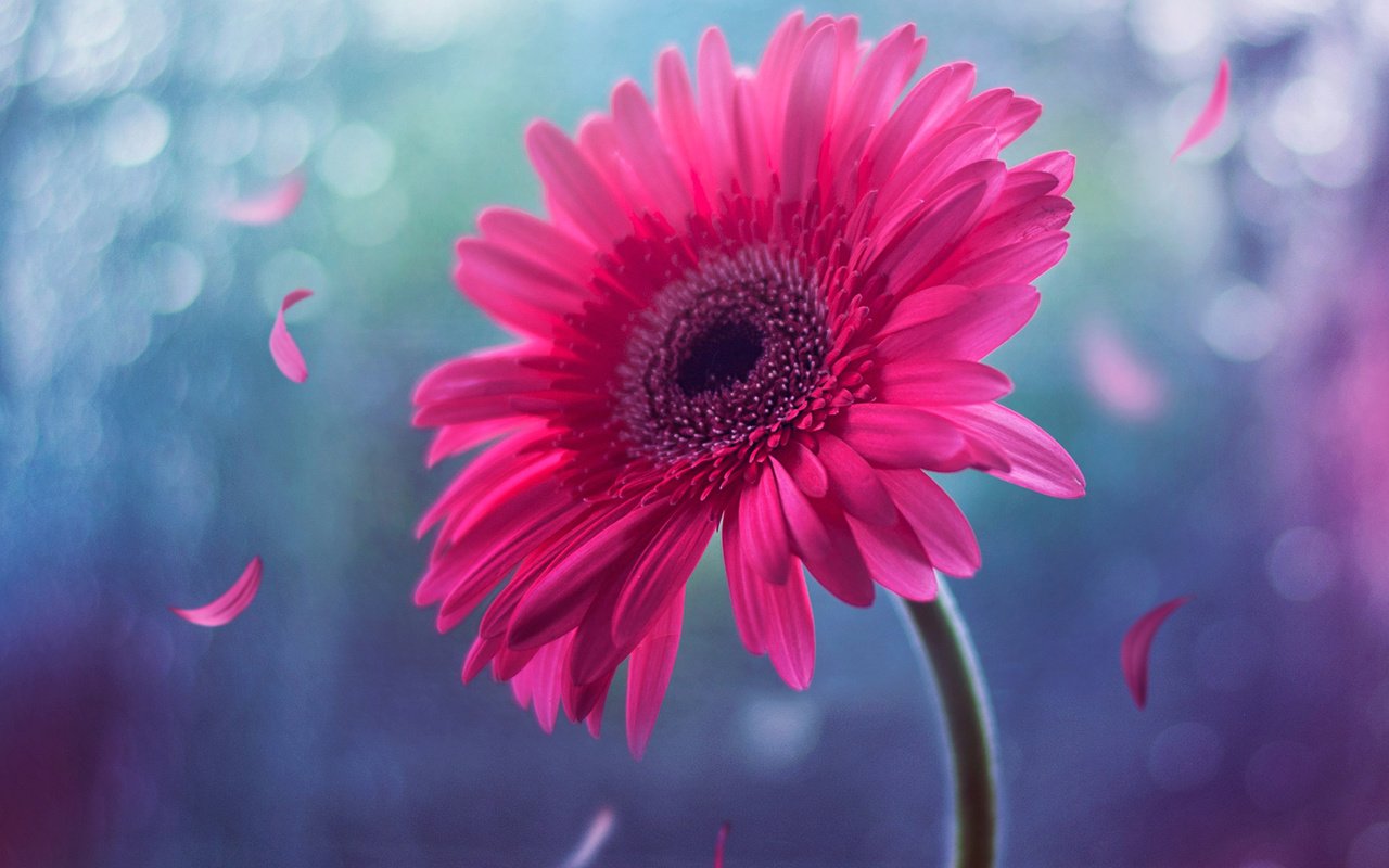 Обои цветок, лепестки, розовый, стебель, боке, гербера, flower, petals, pink, stem, bokeh, gerbera разрешение 1920x1200 Загрузить