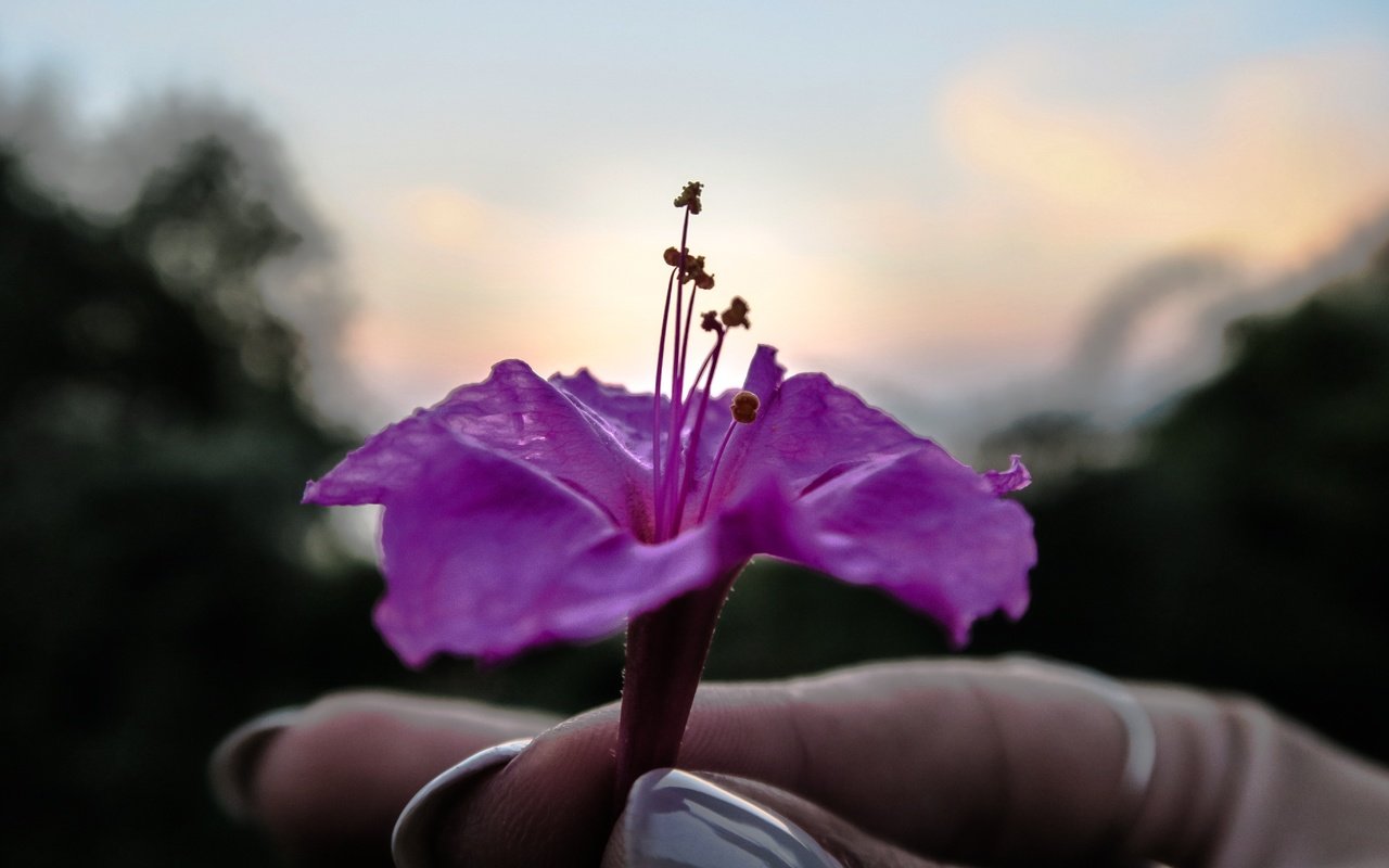 Обои рука, цветок, лепестки, фиолетовый, пальцы, маникюр, hand, flower, petals, purple, fingers, manicure разрешение 5472x3648 Загрузить