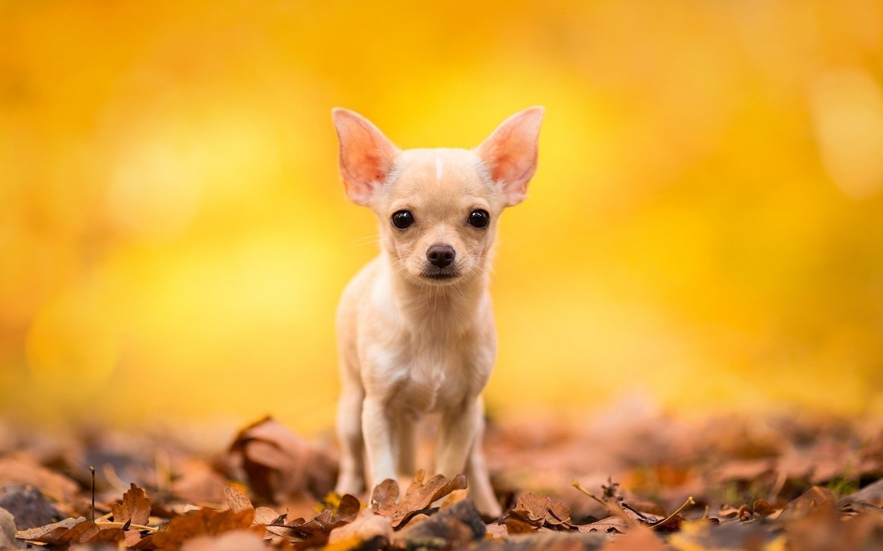 Обои листья, мордочка, взгляд, осень, собака, чихуахуа, leaves, muzzle, look, autumn, dog, chihuahua разрешение 1920x1200 Загрузить