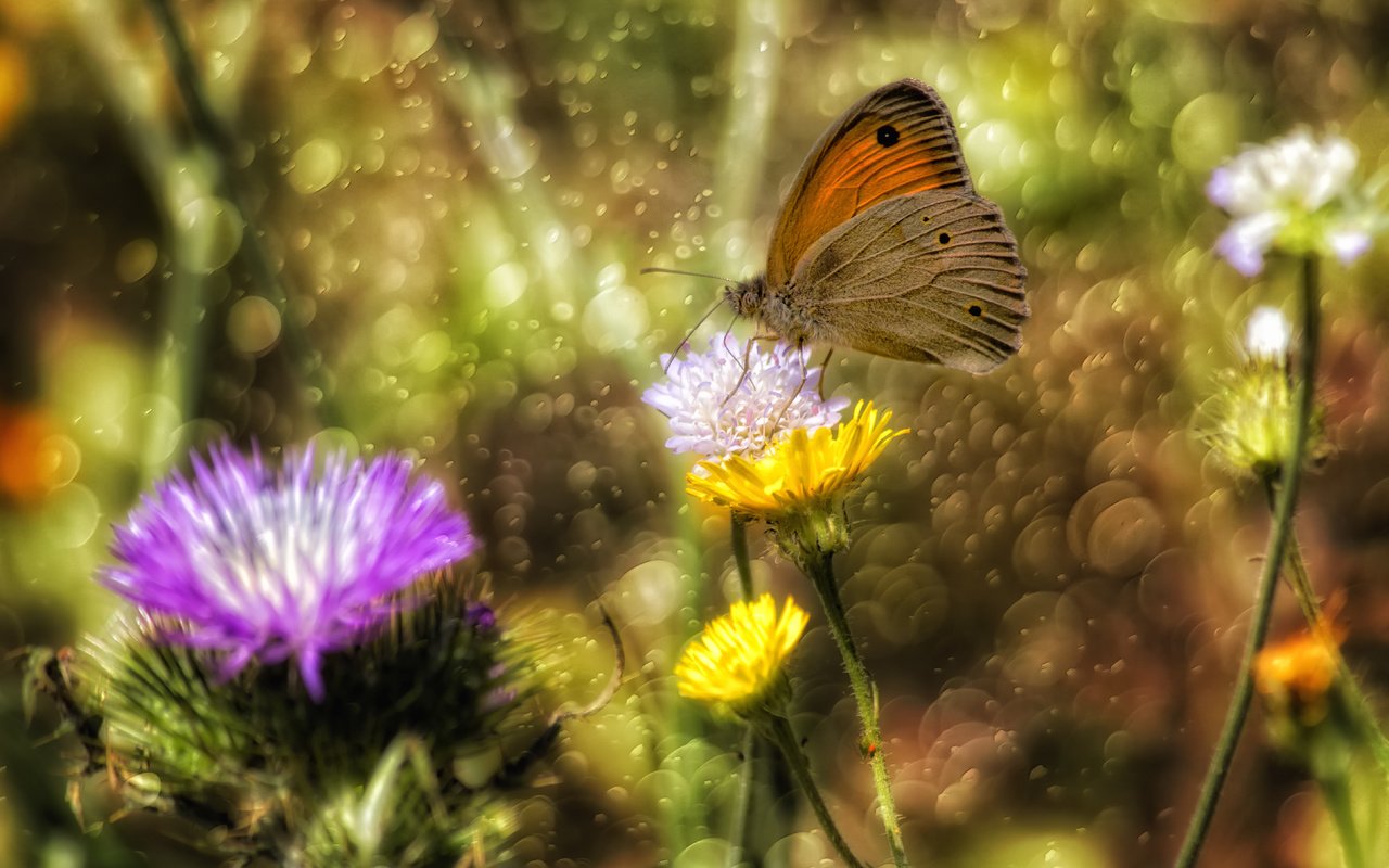 Обои цветы, насекомое, бабочка, крылья, блики, theophilos papadopoulos, flowers, insect, butterfly, wings, glare разрешение 5784x3856 Загрузить