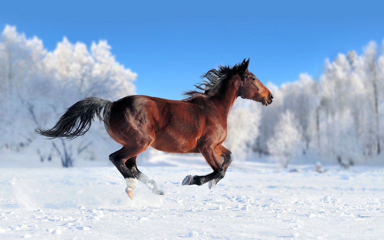 Обои лошадь, снег, зима, конь, грива, бег, хвост, horse, snow, winter, mane, running, tail разрешение 2560x1600 Загрузить