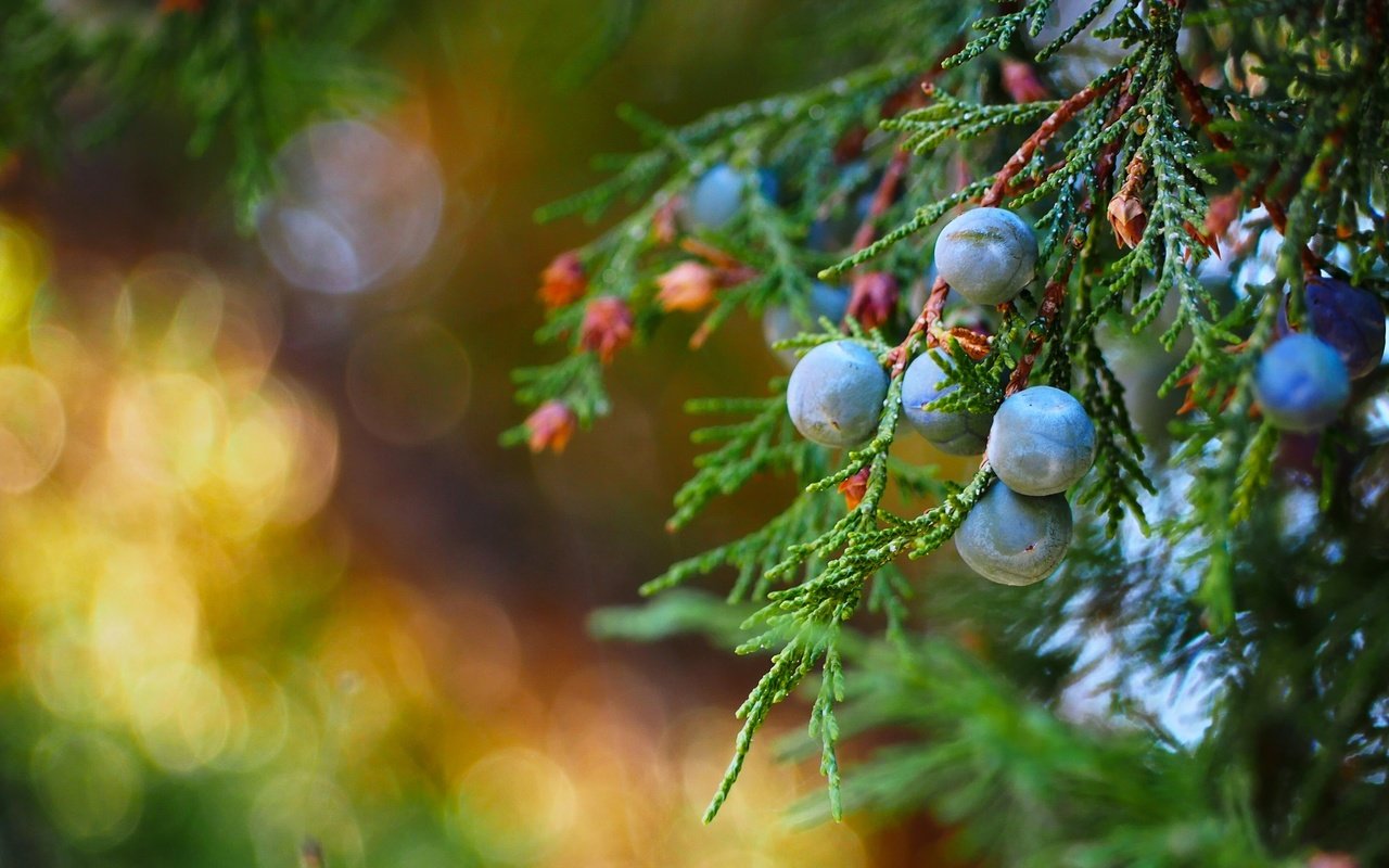 Обои макро, ветки, ягоды, плоды, можжевельник, macro, branches, berries, fruit, juniper разрешение 3840x2160 Загрузить