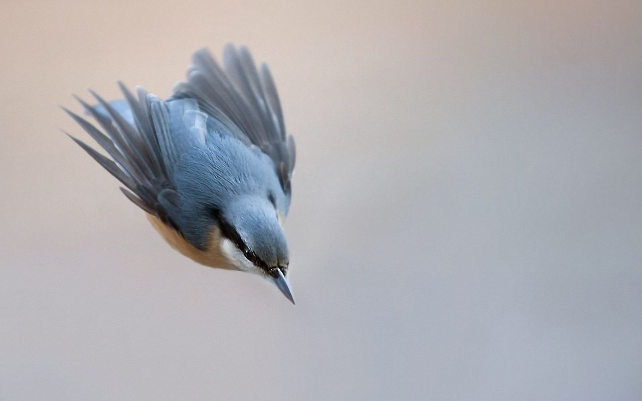 Обои природа, полет, птица, клюв, перья, синица, лазоревка, nature, flight, bird, beak, feathers, tit, blue tit разрешение 1920x1200 Загрузить