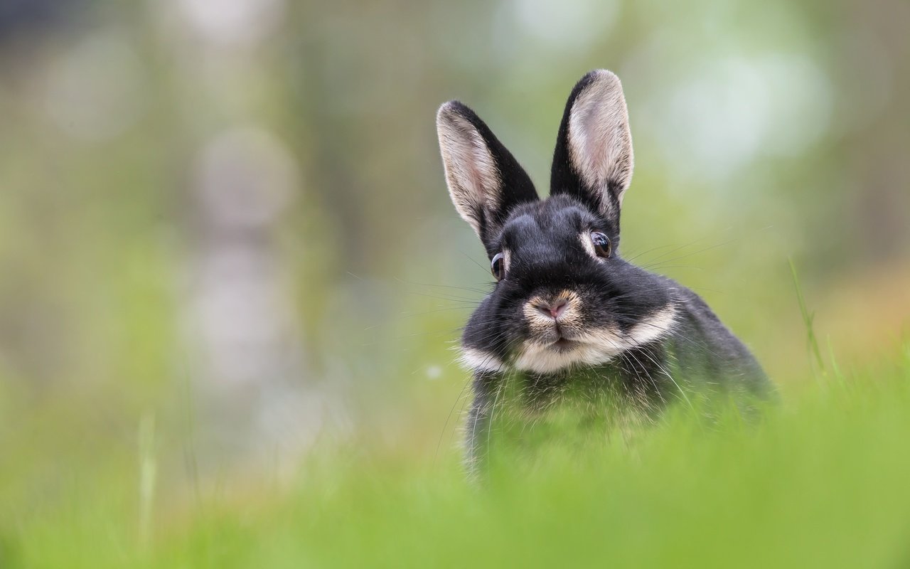 Обои трава, мордочка, взгляд, размытость, кролик, уши, заяц, grass, muzzle, look, blur, rabbit, ears, hare разрешение 2048x1225 Загрузить