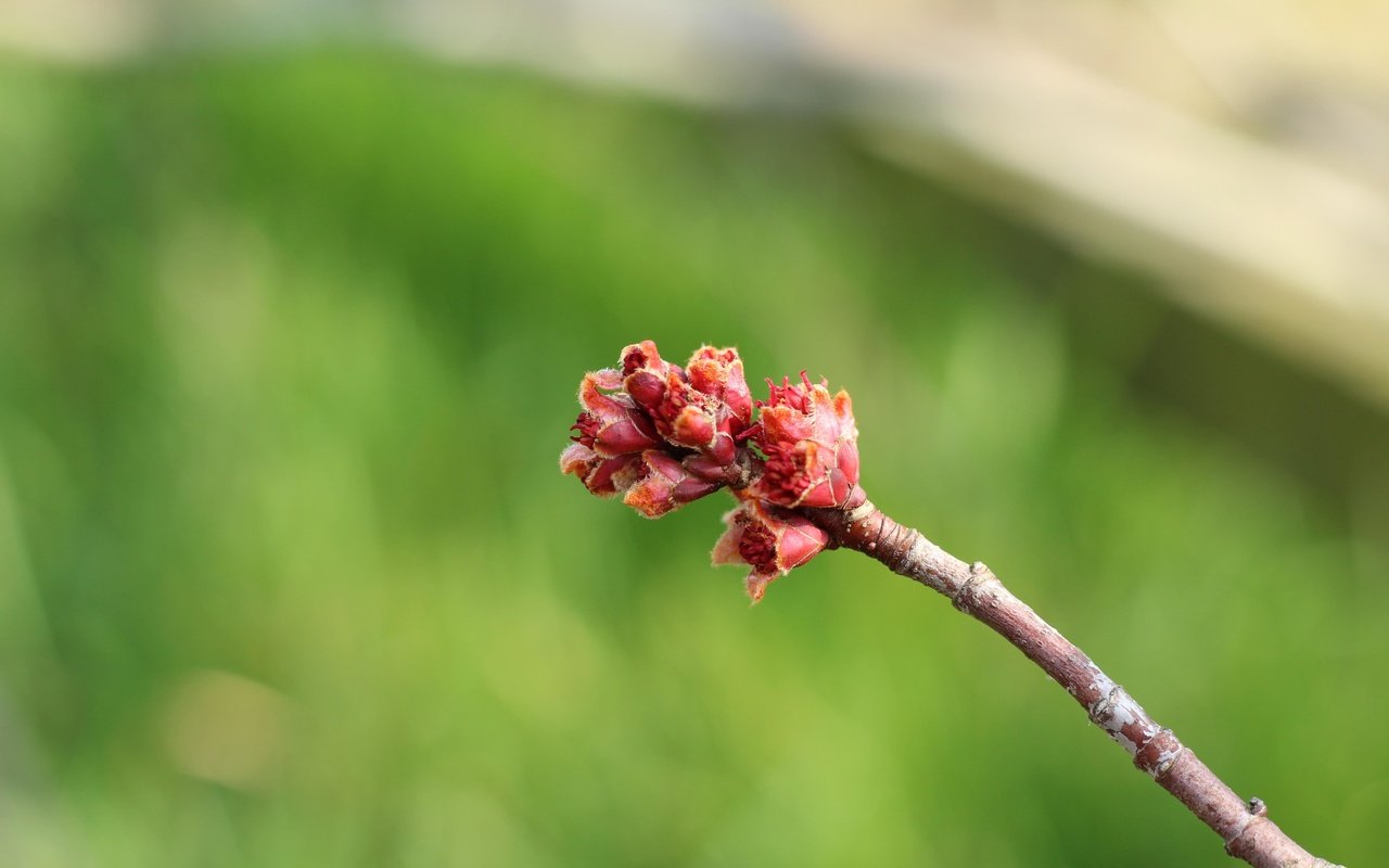 Обои ветка, природа, фон, размытость, весна, почки, branch, nature, background, blur, spring, kidney разрешение 5184x3456 Загрузить