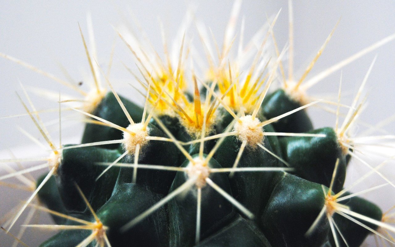 Обои макро, цветок, колючки, шипы, кактус, macro, flower, barb, spikes, cactus разрешение 3809x2550 Загрузить