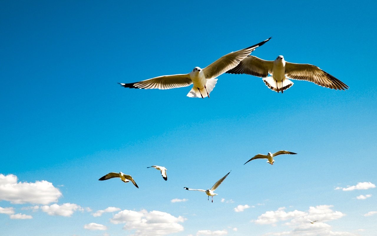 Обои небо, облака, полет, крылья, птицы, чайки, the sky, clouds, flight, wings, birds, seagulls разрешение 1920x1080 Загрузить