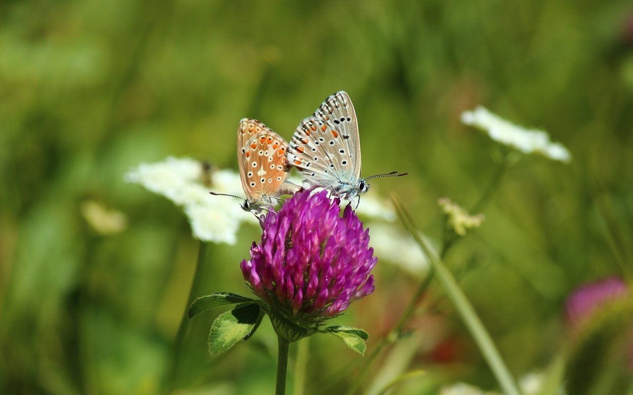 Обои цветы, клевер, насекомые, бабочки, flowers, clover, insects, butterfly разрешение 5184x3456 Загрузить