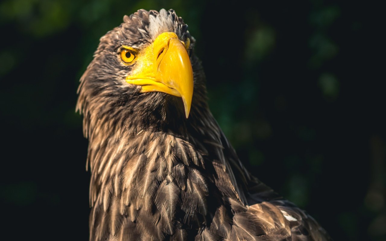 Обои фон, орел, хищник, птица, клюв, перья, background, eagle, predator, bird, beak, feathers разрешение 4205x2806 Загрузить