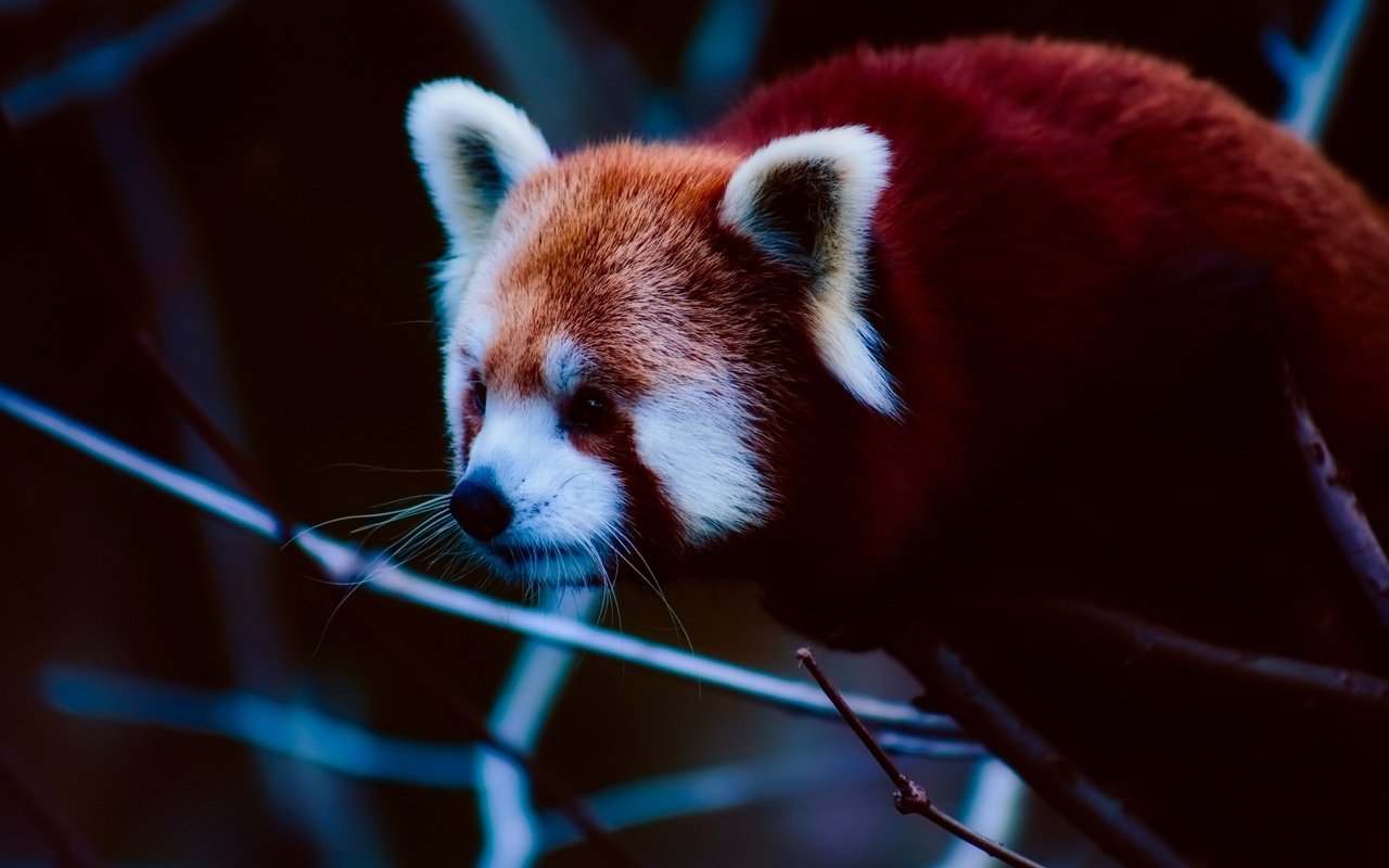 Обои морда, ветки, панда, животное, красная панда, малая панда, face, branches, panda, animal, red panda разрешение 2000x1333 Загрузить