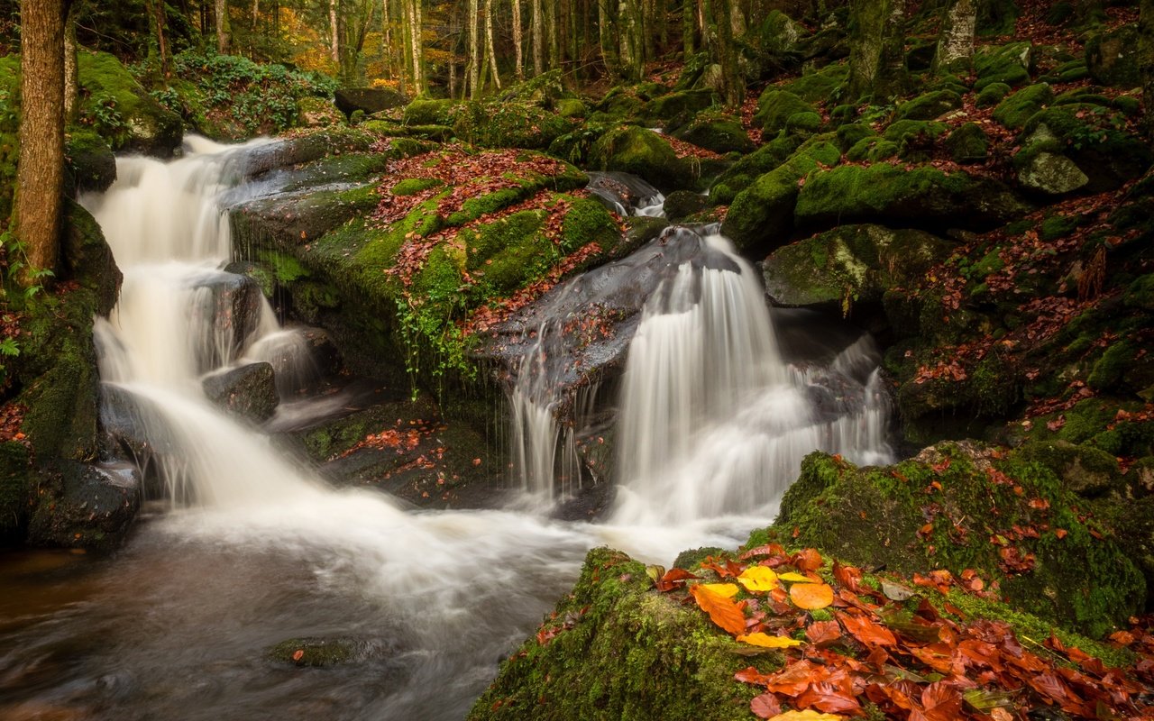 Обои река, природа, камни, лес, листья, водопад, осень, мох, river, nature, stones, forest, leaves, waterfall, autumn, moss разрешение 2880x1800 Загрузить