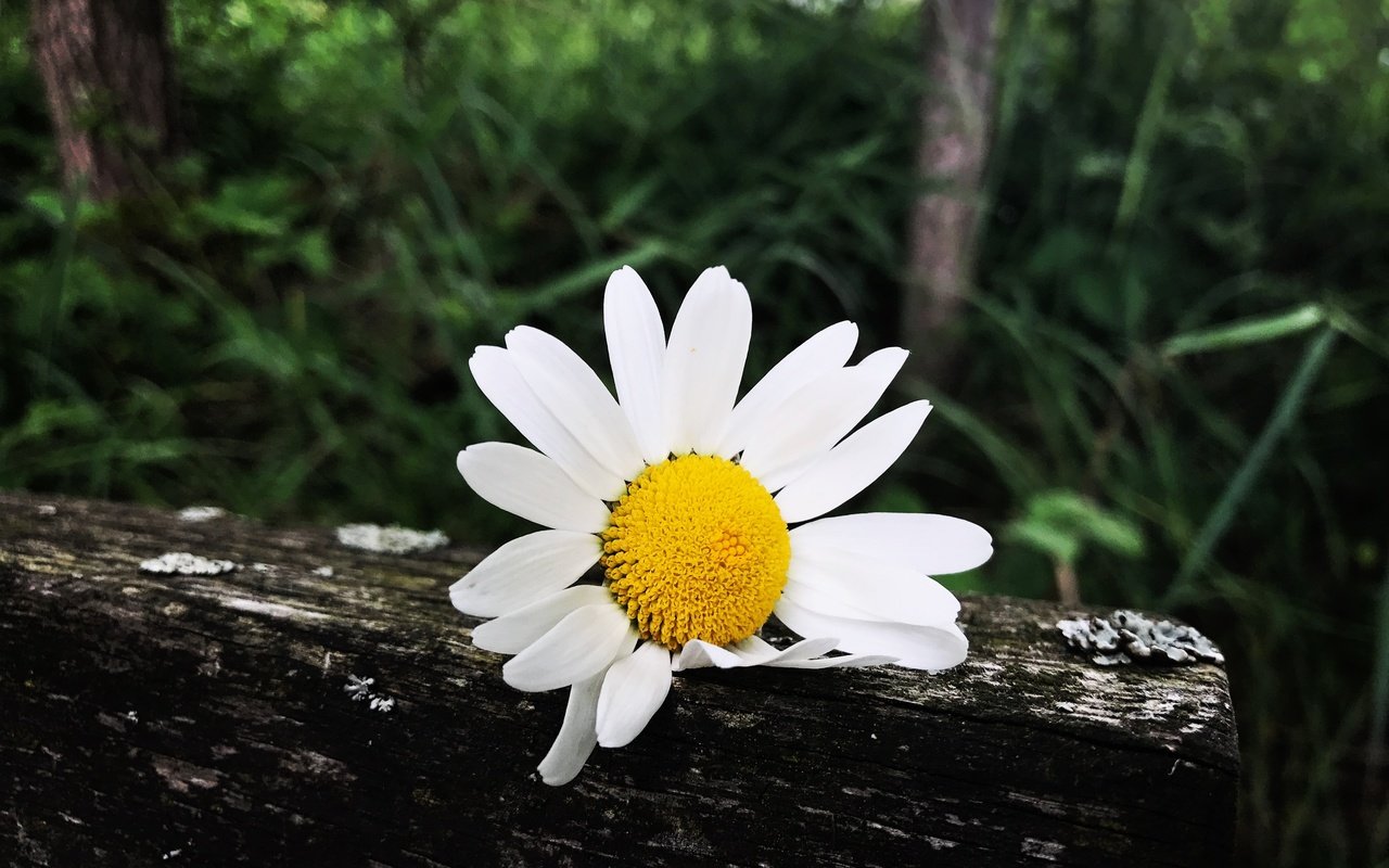 Обои трава, лепестки, ромашка, белый цветок, grass, petals, daisy, white flower разрешение 4032x3022 Загрузить