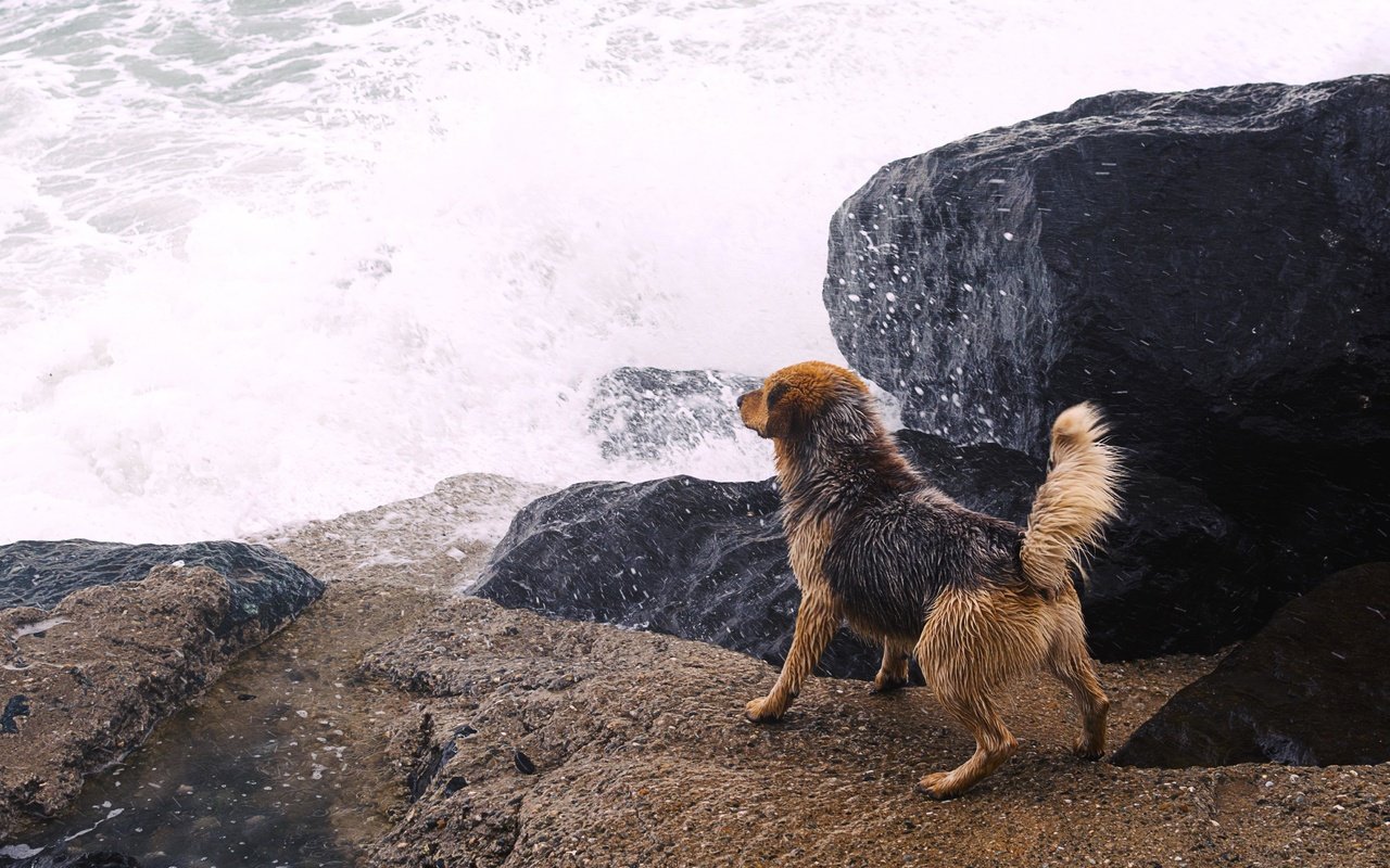 Обои река, камни, собака, всплеск, river, stones, dog, splash разрешение 4105x2736 Загрузить