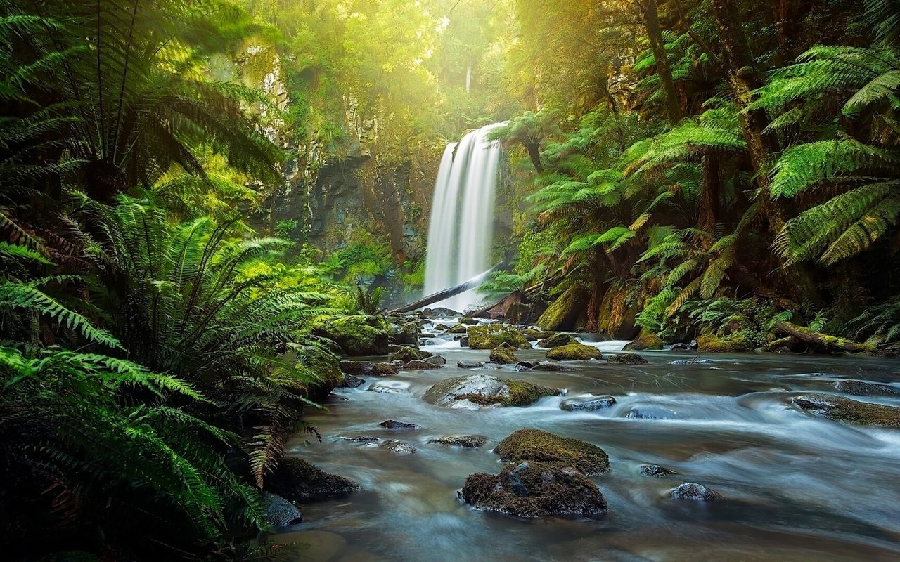 Обои река, great otway national park, hopetoun falls, природа, лес, водопад, австралия, папоротник, виктория, the otways, aire river, river, nature, forest, waterfall, australia, fern, victoria разрешение 1920x1080 Загрузить