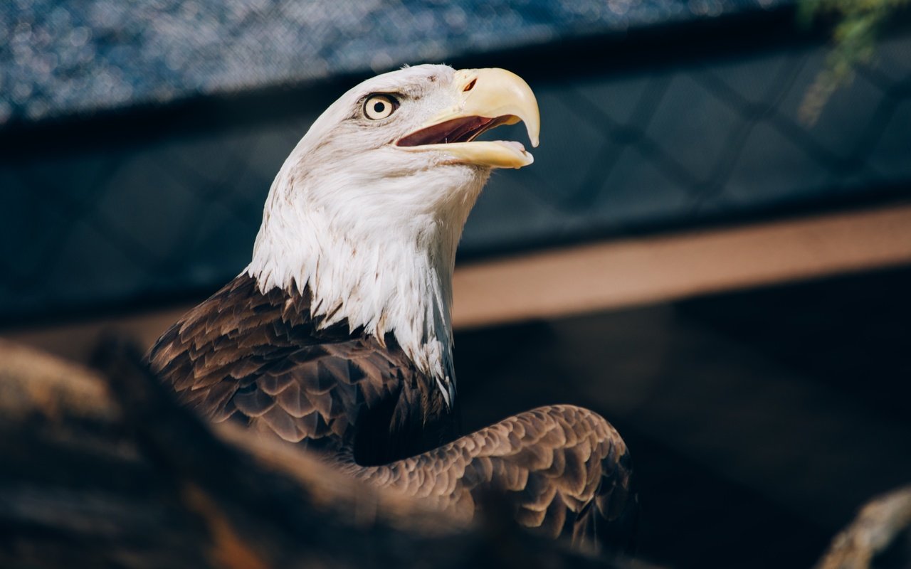 Обои орел, хищник, птица, клюв, перья, белоголовый орлан, eagle, predator, bird, beak, feathers, bald eagle разрешение 4928x3264 Загрузить