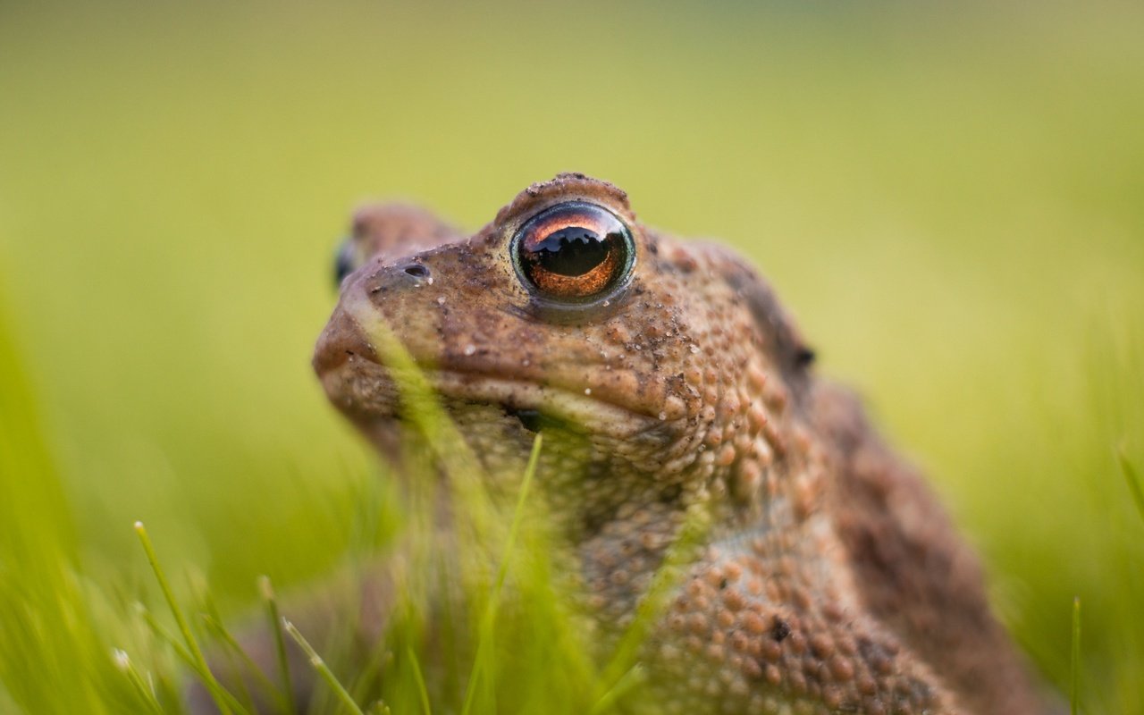 Обои глаза, трава, лягушка, животное, жаба, амфибия, земноводные, eyes, grass, frog, animal, toad, amphibian, amphibians разрешение 2048x1365 Загрузить