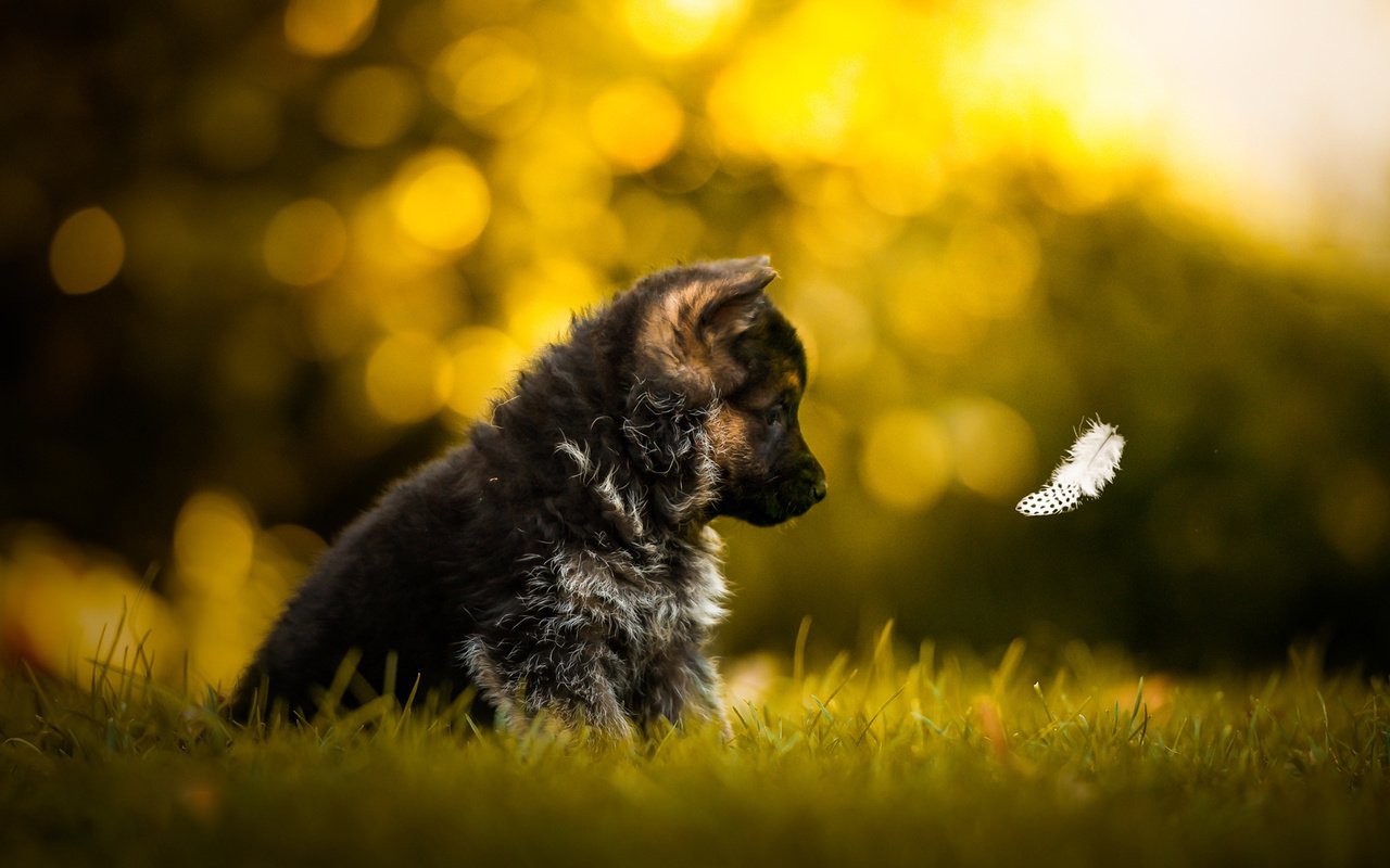 Обои трава, собака, щенок, профиль, немецкая овчарка, перышко, grass, dog, puppy, profile, german shepherd, a feather разрешение 1920x1200 Загрузить