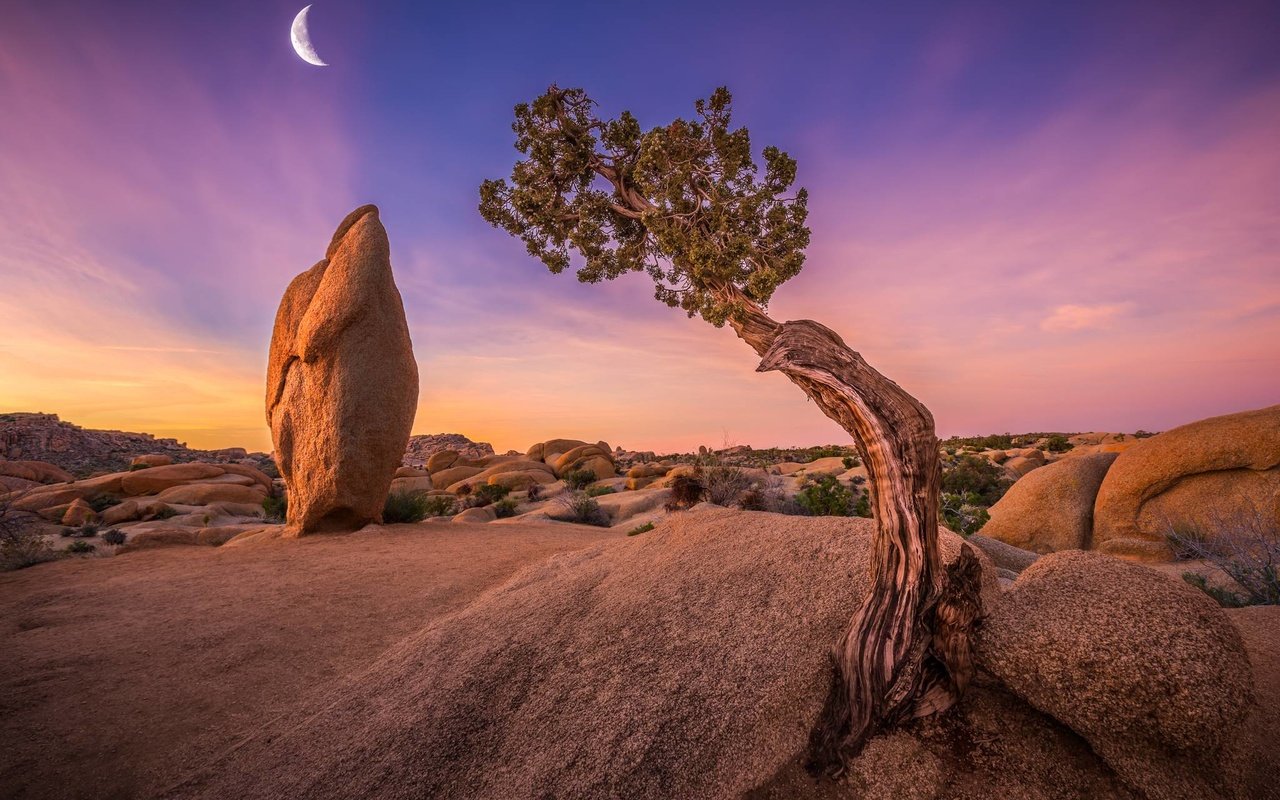 Обои небо, дерево, камни, луна, сша, калифорния, joshua tree national park, национальный парк джошуа-три, the sky, tree, stones, the moon, usa, ca, national park joshua tree разрешение 2048x1365 Загрузить