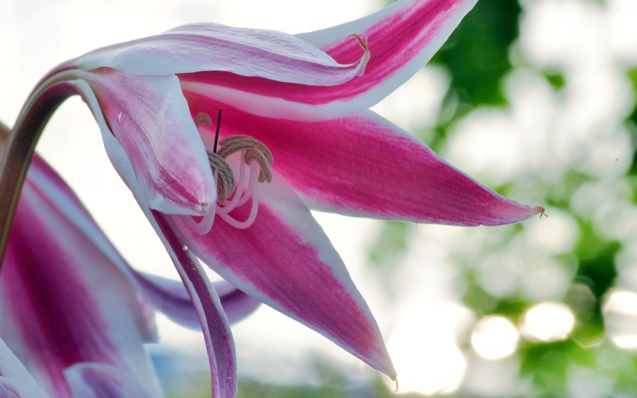 Обои цветы, лепестки, лилия, боке, flowers, petals, lily, bokeh разрешение 1920x1275 Загрузить