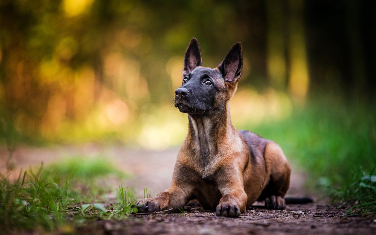 Обои собака, щенок, овчарка, малинуа, бельгийская овчарка, dog, puppy, shepherd, malinois, belgian shepherd разрешение 1920x1200 Загрузить