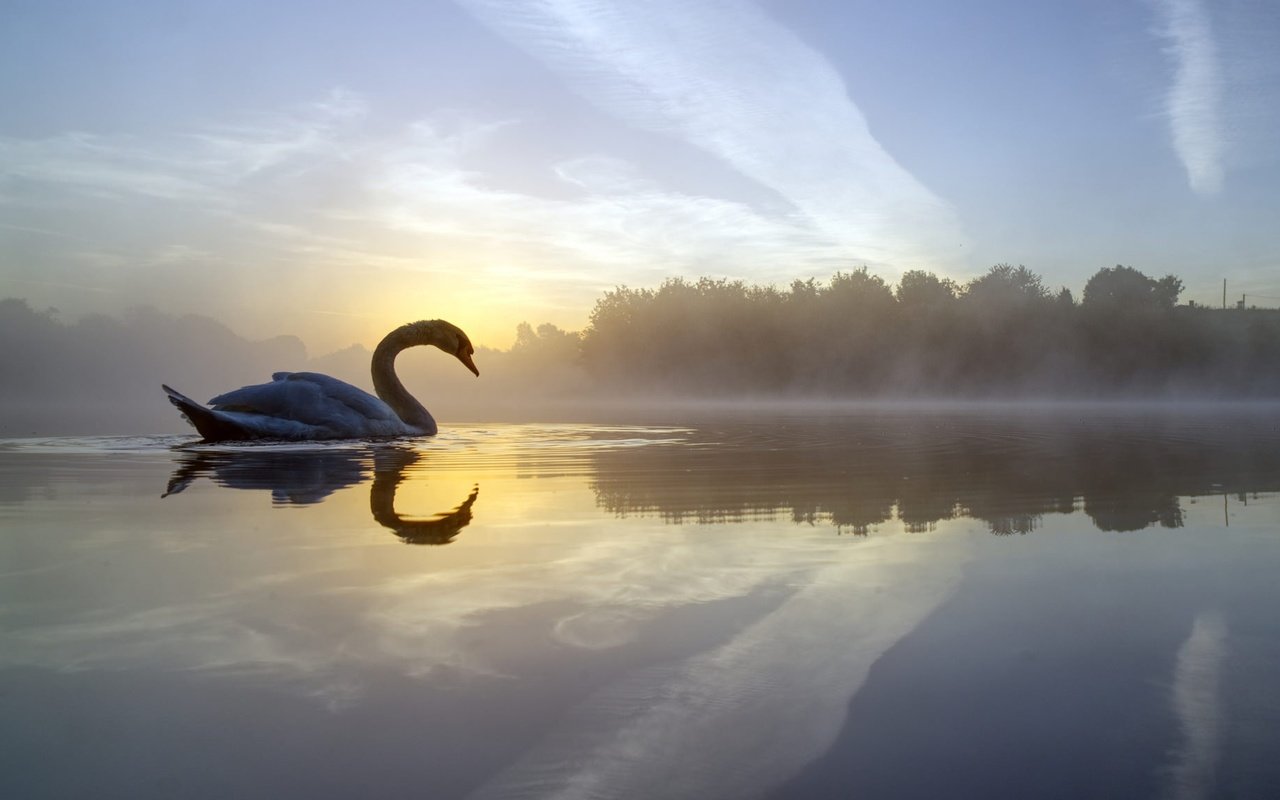 Обои озеро, отражение, утро, туман, птица, лебедь, lake, reflection, morning, fog, bird, swan разрешение 2048x1152 Загрузить