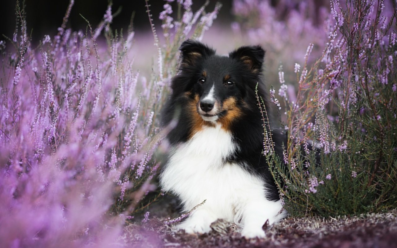 Обои цветы, собака, боке, вереск, шелти, aleksandra kielreuter, шетландская овчарка, flowers, dog, bokeh, heather, sheltie, shetland sheepdog разрешение 2048x1287 Загрузить