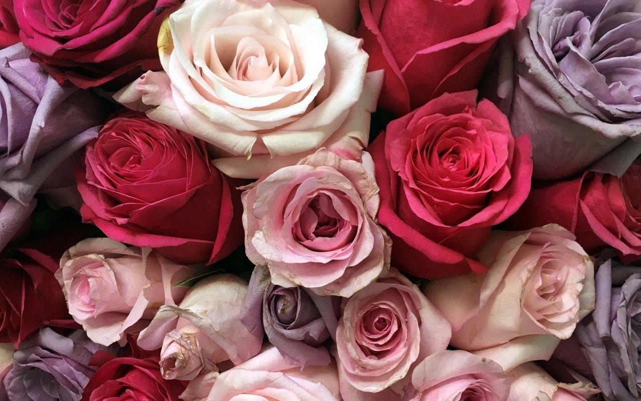 Обои цветы, розы, разноцветные, букет, flowers, roses, colorful, bouquet разрешение 2560x1576 Загрузить