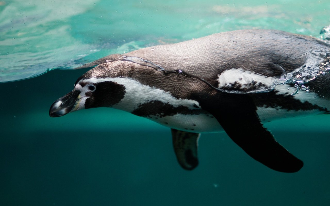 Обои вода, океан, птица, клюв, пингвин, пингвин гумбольдта, water, the ocean, bird, beak, penguin, humboldt penguin разрешение 4288x2848 Загрузить