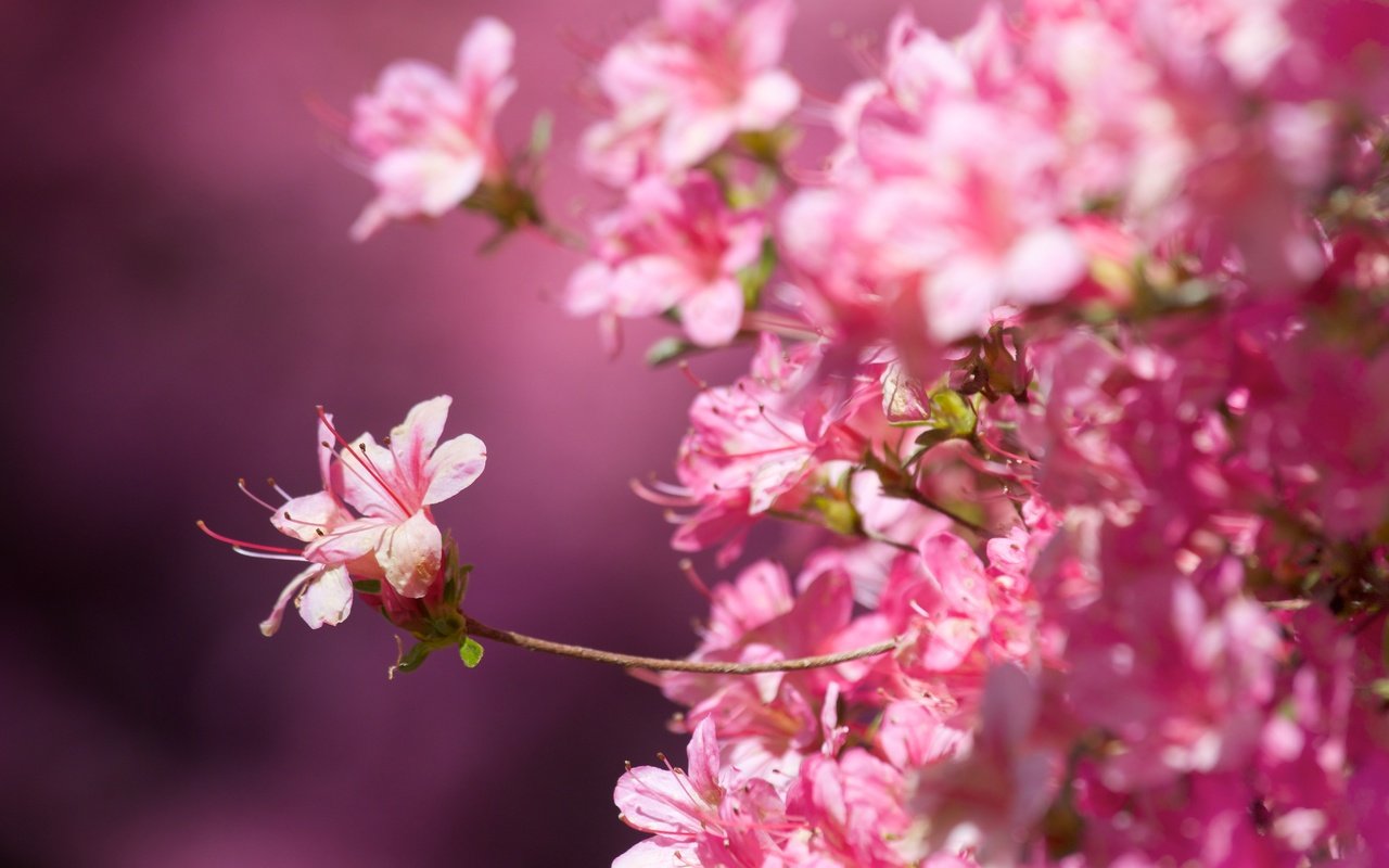 Обои цветение, макро, фон, весна, сакура, розовые цветы, крупный план, flowering, macro, background, spring, sakura, pink flowers, close-up разрешение 5472x3648 Загрузить