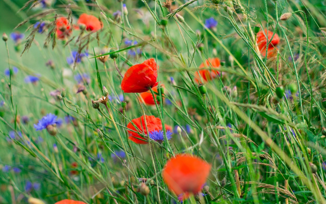 Обои цветы, лепестки, маки, луг, стебли, васильки, flowers, petals, maki, meadow, stems, cornflowers разрешение 5400x3600 Загрузить