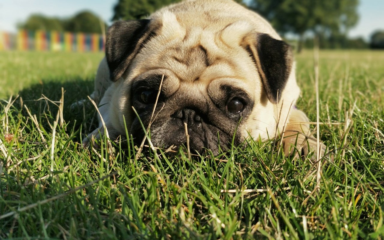 Обои трава, мордочка, взгляд, собака, мопс, grass, muzzle, look, dog, pug разрешение 4608x3456 Загрузить