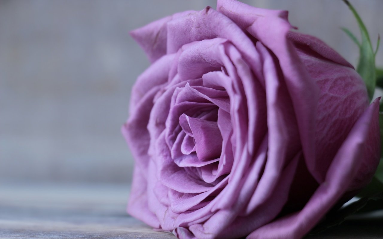 Обои цветок, роза, лепестки, бутон, крупным планом, flower, rose, petals, bud, closeup разрешение 5184x3301 Загрузить