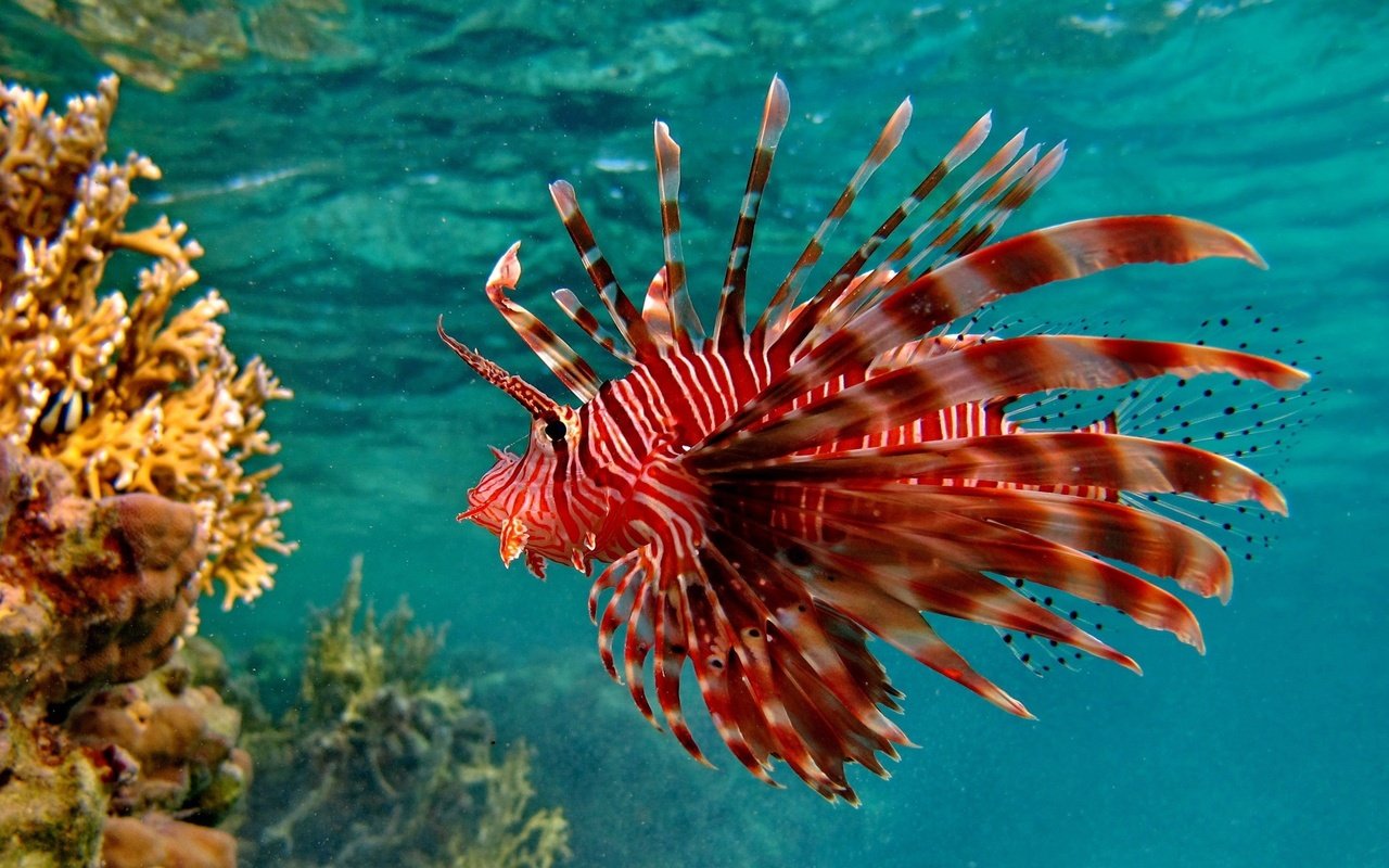 Обои кораллы, рыба, подводный мир, крылатка, рыба лев, крылатка-зебра, corals, fish, underwater world, lionfish, fish lion, lionfish-zebra разрешение 2560x1600 Загрузить