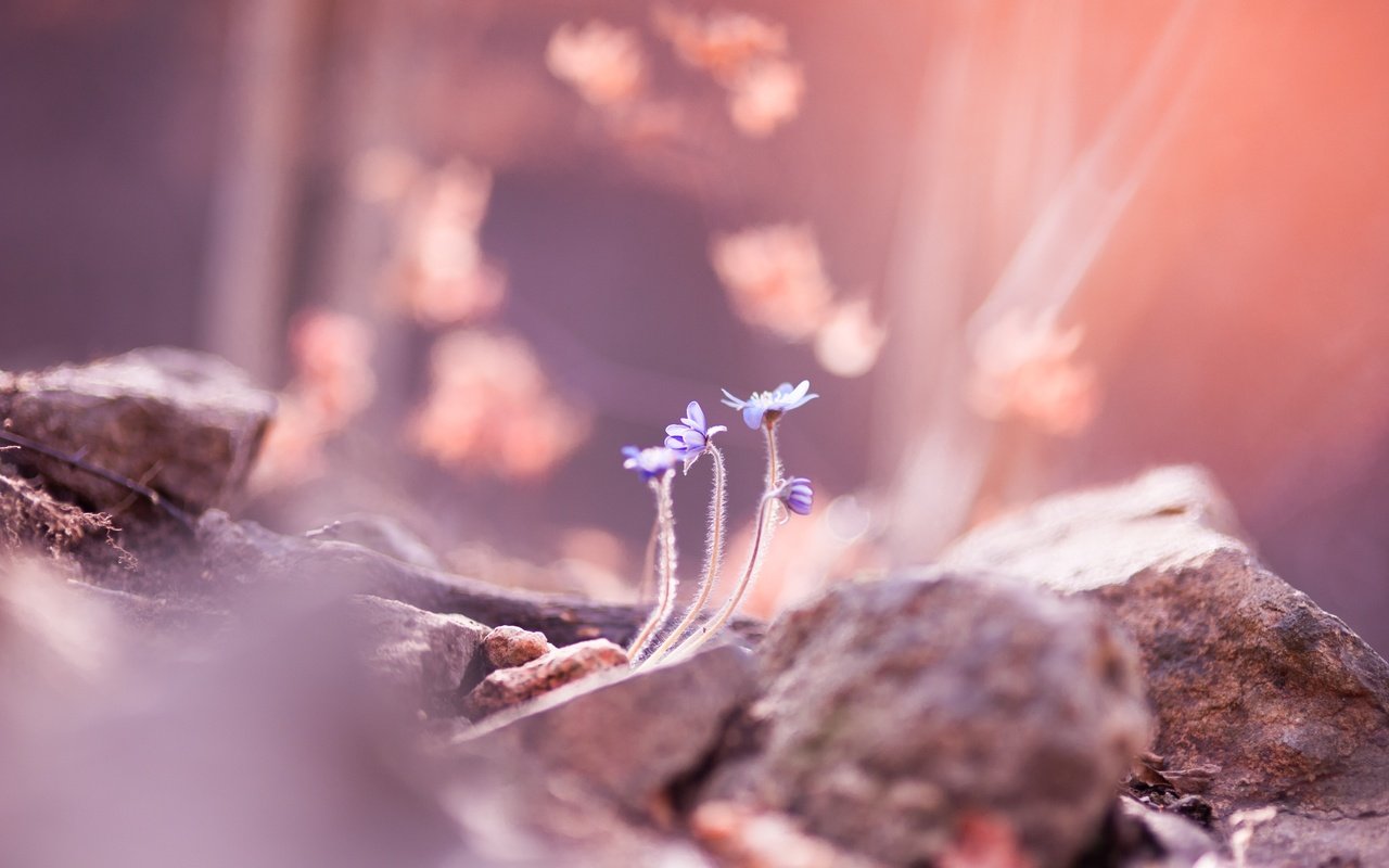 Обои цветы, камни, размытость, весна, flowers, stones, blur, spring разрешение 4256x2832 Загрузить