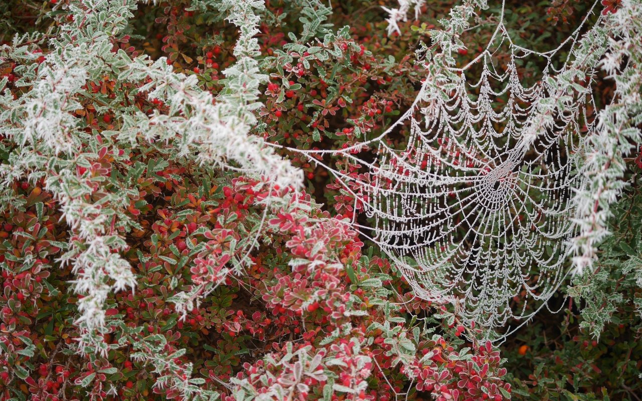 Обои листья, ветки, кусты, иней, паутина, leaves, branches, the bushes, frost, web разрешение 4592x3448 Загрузить