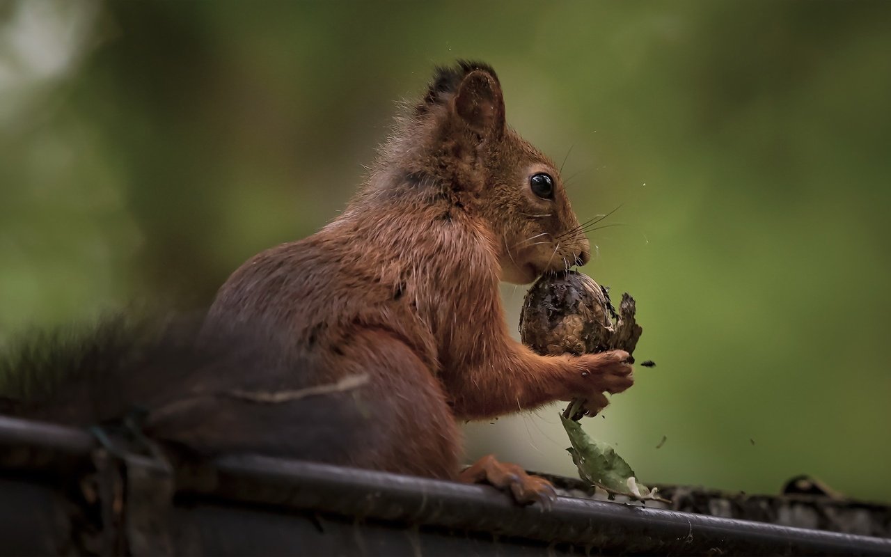 Обои белка, крупный план, орех, белочка, грызун, protein, close-up, walnut, squirrel, rodent разрешение 2048x1152 Загрузить