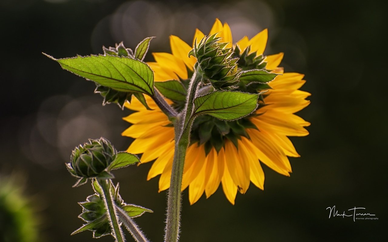 Обои природа, лепестки, подсолнух, подсолнухи, желтые, nature, petals, sunflower, sunflowers, yellow разрешение 2048x1165 Загрузить