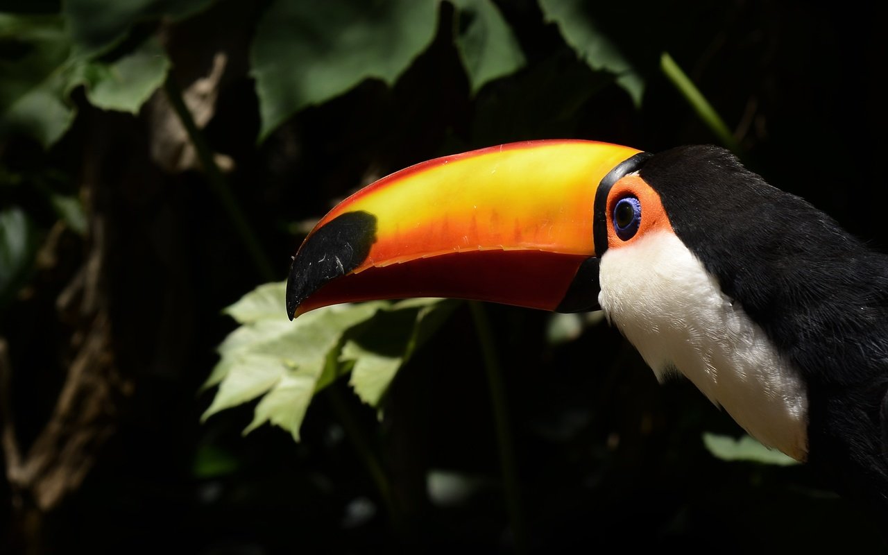 Обои листья, птица, тукан, клюв, leaves, bird, toucan, beak разрешение 4843x3189 Загрузить