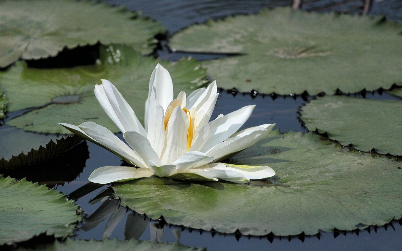 Обои озеро, листья, цветок, лепестки, кувшинка, водяная лилия, lake, leaves, flower, petals, lily, water lily разрешение 4752x3168 Загрузить